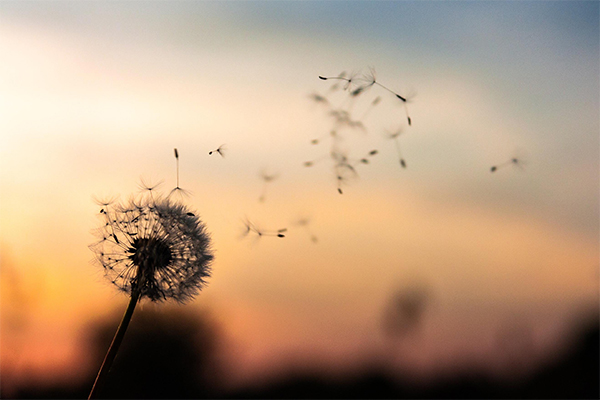 Dandelion flower on a sunset background